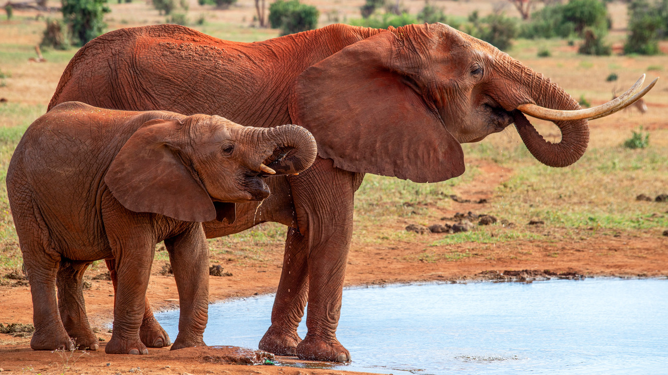 African bush elephants at a watering hole in Tsavo East National Park.