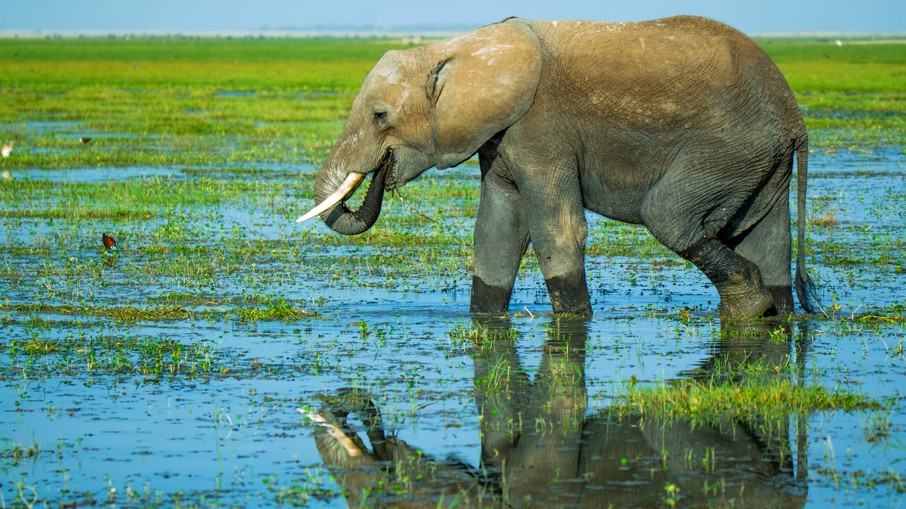 An African bush elephant eats vegetation in the wetlands of Amboseli National Park, Kenya.