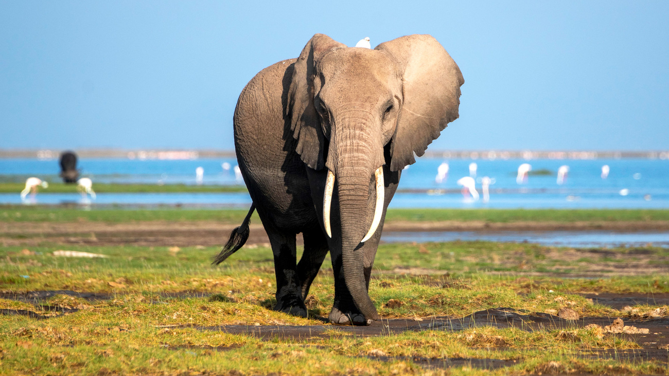 African bush elephant with a bird on its back in Amboseli, Kenya.