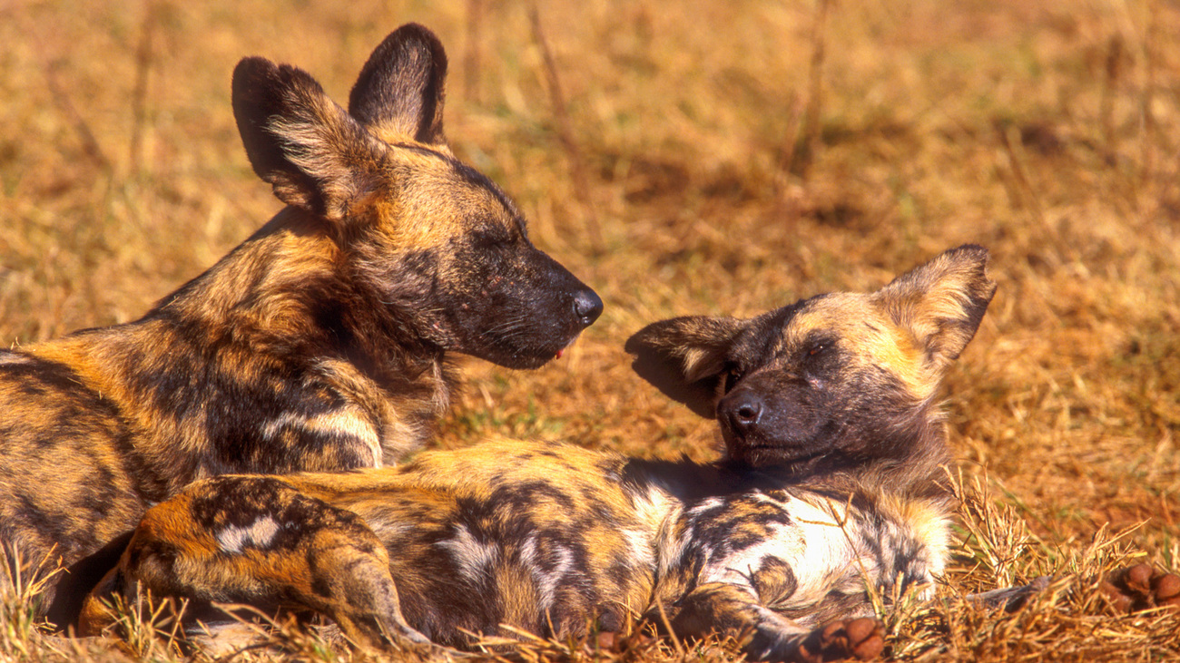 Two African wild dogs lie in the dry grass in the Komdraii Conservancy.