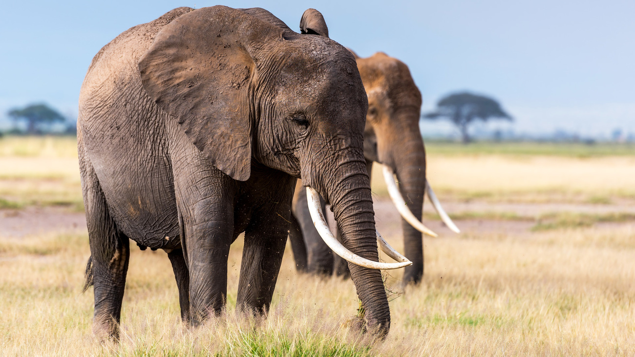 Twee olifanten in Amboseli National Park in Kenia. 