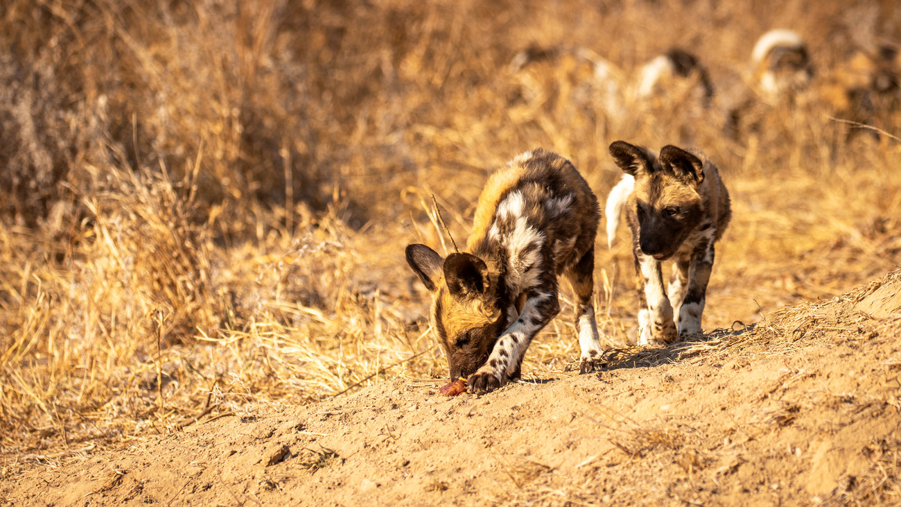 Two African wild dog pups with their pack not far behind.