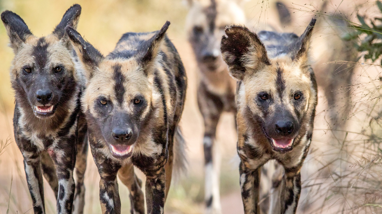 A pack of African wild dogs in the Kruger National Park, South Africa.