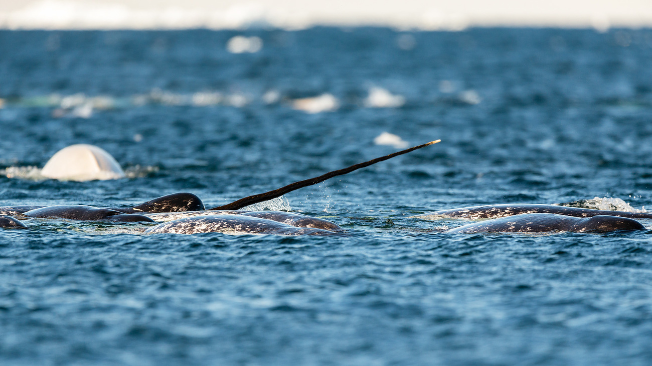 Male narwhal with its tusk out in a pod feeding at the surface near Baffin Island, Canada.