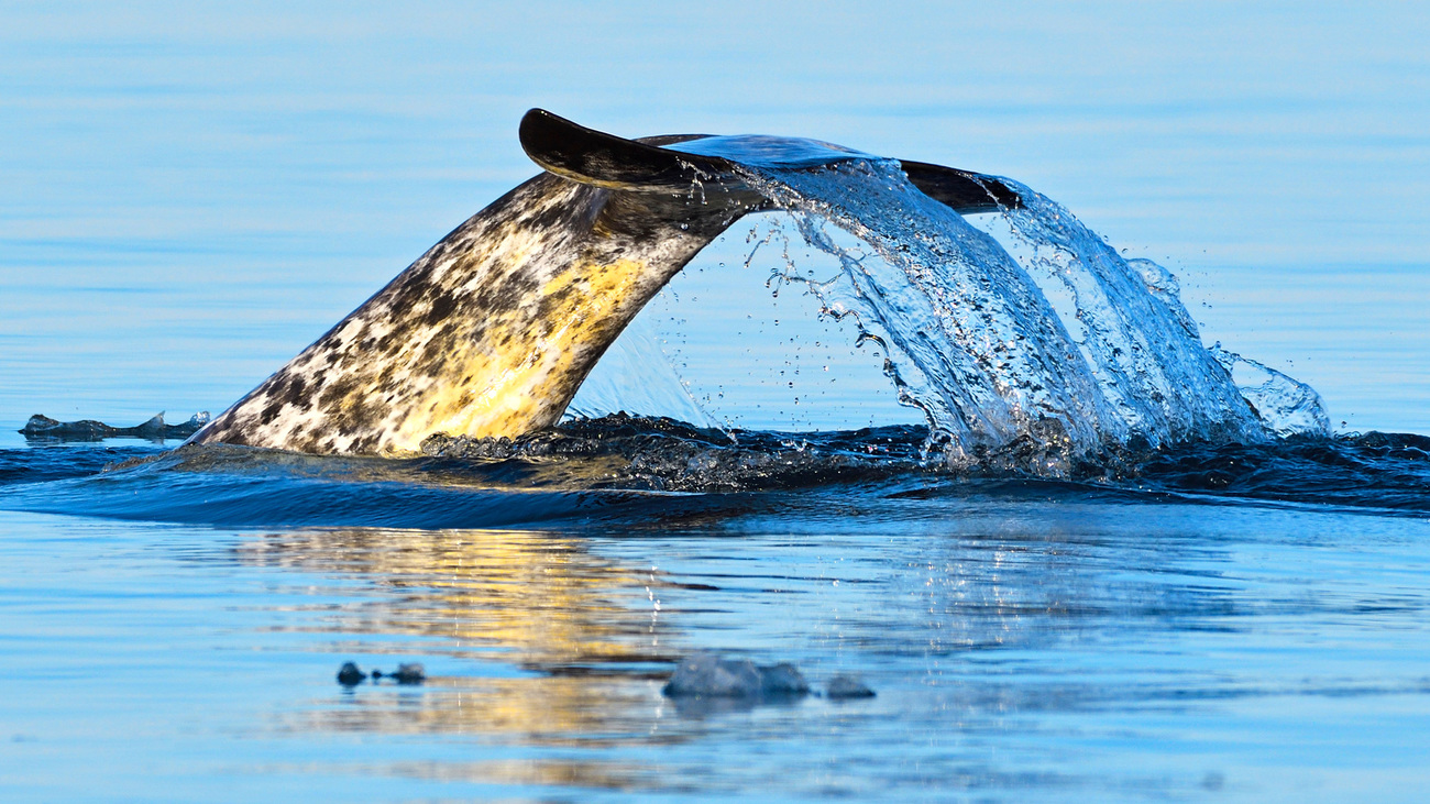 A narwhal dives below the water in northwest Hudson Bay.