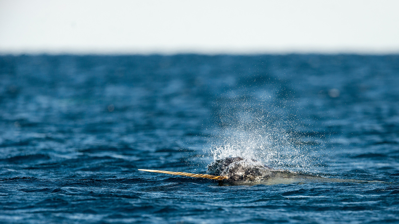 Male narwhal swimming along the surface with its tusk out near Canada.