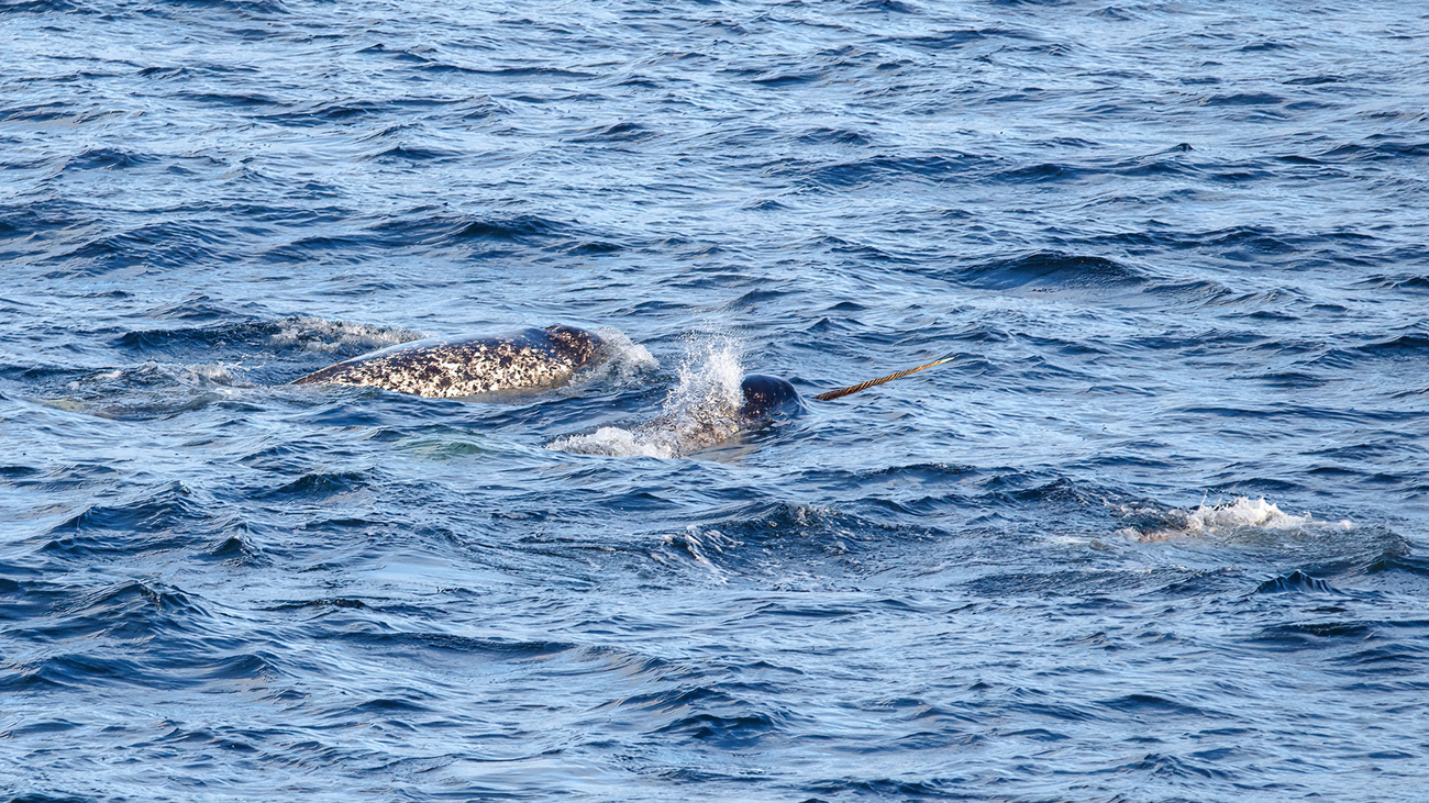 A pod of narwhals swimming in the Arctic Ocean.