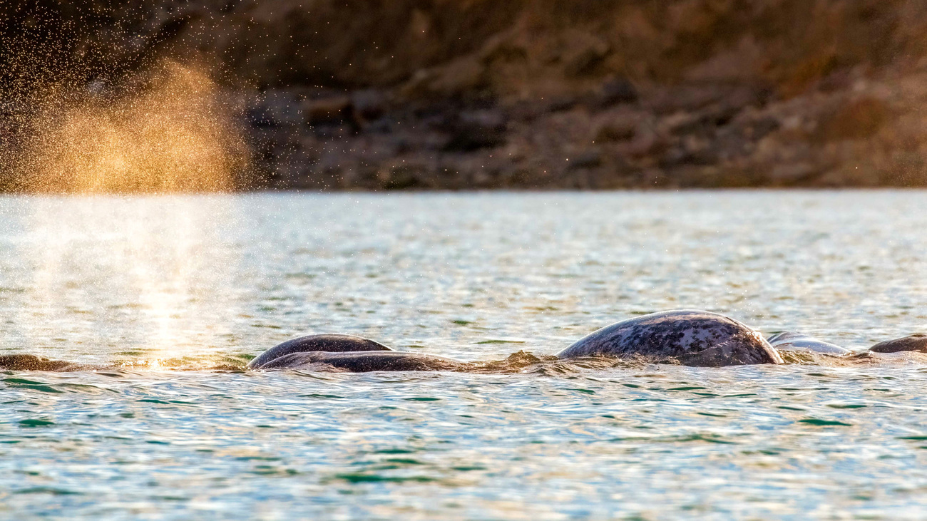 Exhalation of a narwhal in a pod off Devon Island, Nunavut, Canada.