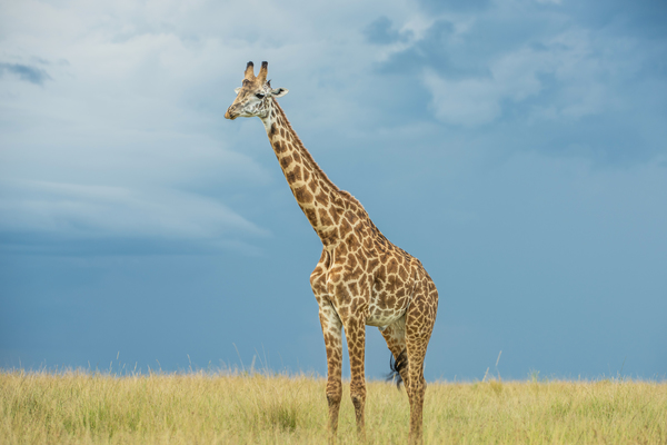 USFWS weakens endangered species protections that more than 80% of Americans support