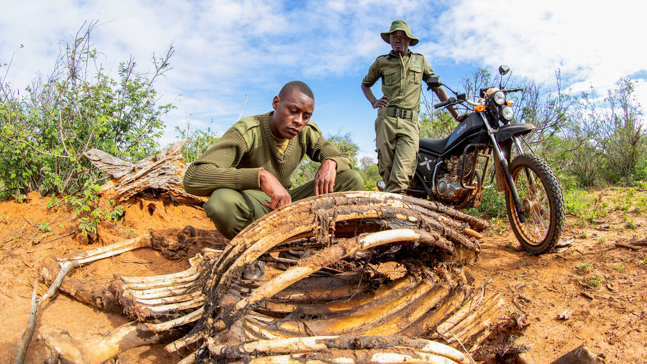 Rangers examine the decomposing carcass of a snared giraffe at Mgeno Wildlife Conservancy.