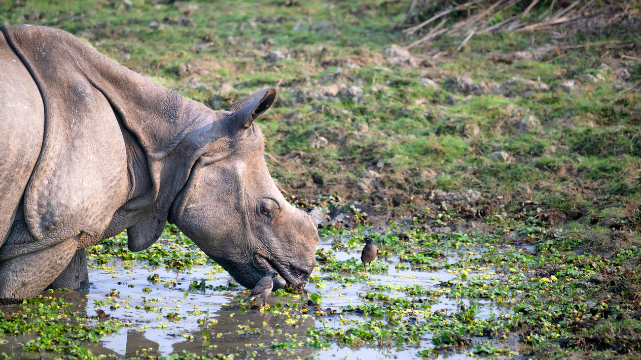 An Indian rhino drinking water in Kaziranga National Park.