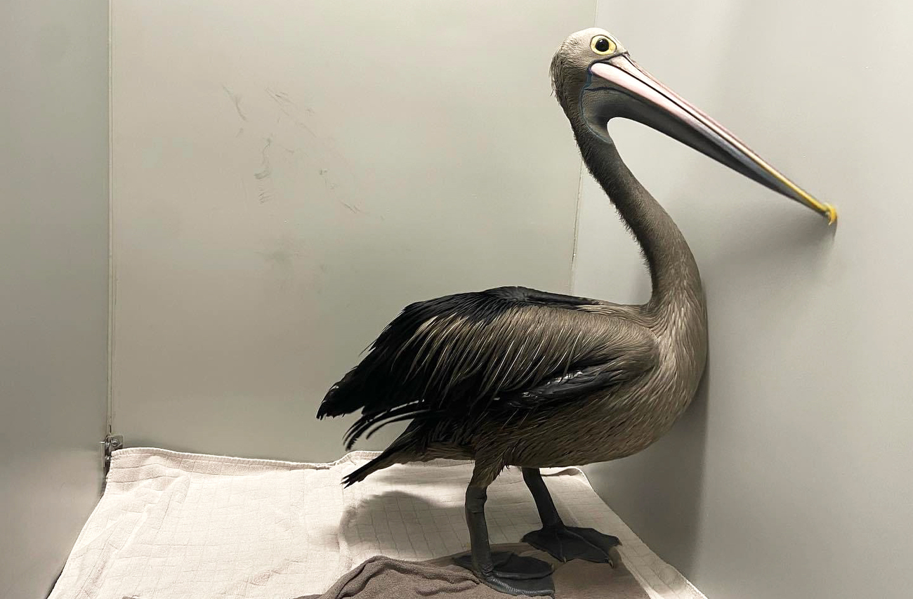 One of the rescued pelicans drenched in oil and under the care of WA Wildlife. 