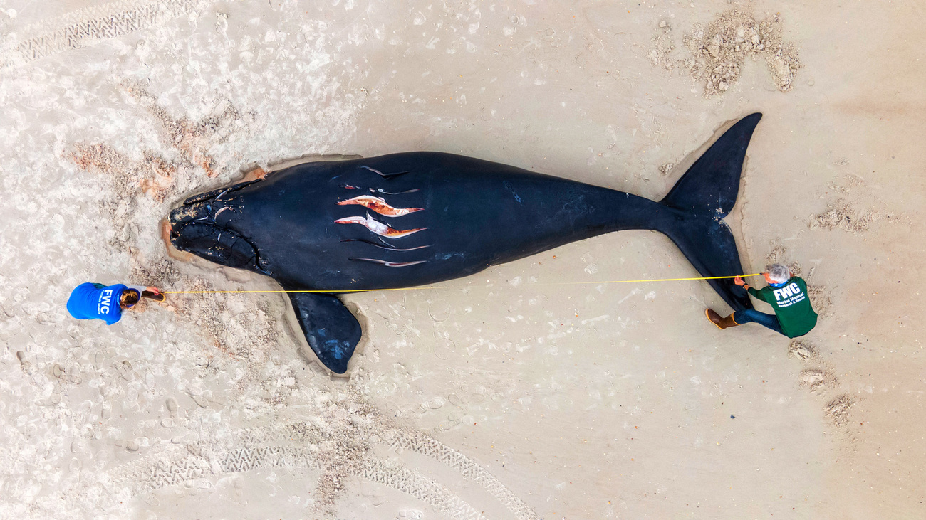 Florida Fish and Wildlife Conservation Commission team members measure a deceased one-month-old right whale calf that beached in St. Augustine, Florida.