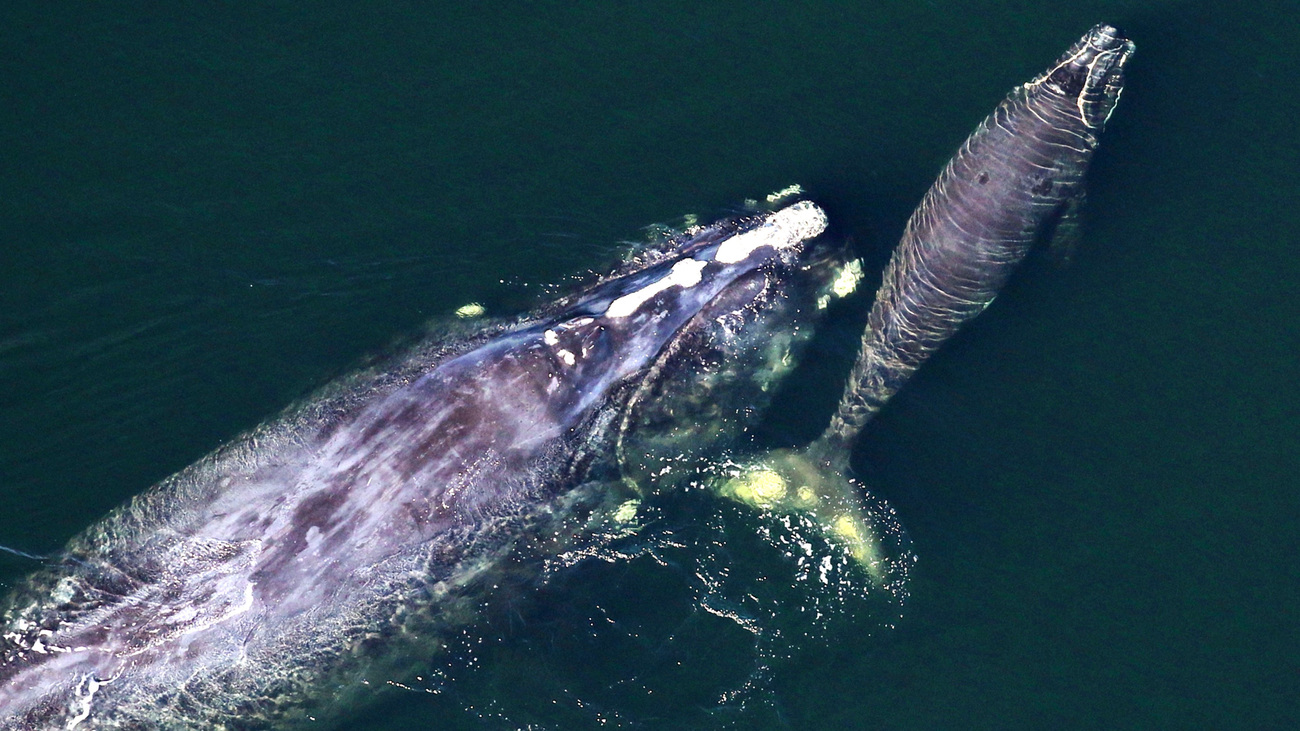 North Atlantic right whale Harmony (#3115) with her young calf off the coast of Florida.