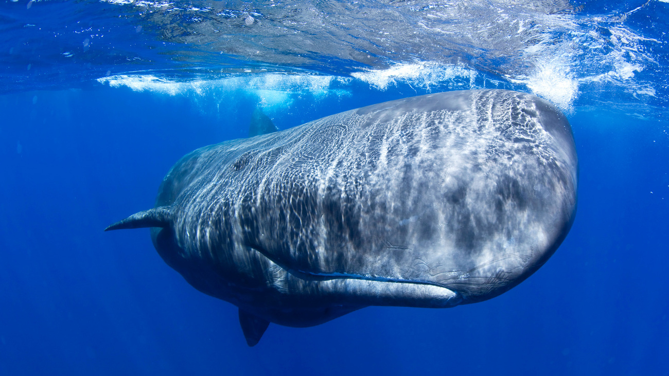 A sperm whale swimming near the Azores.