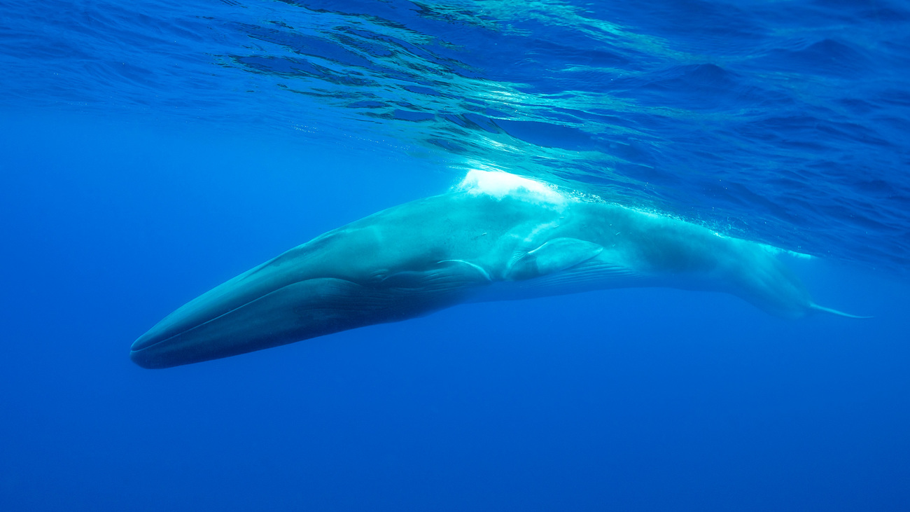 Fin whale swimming underwater near Portugal.