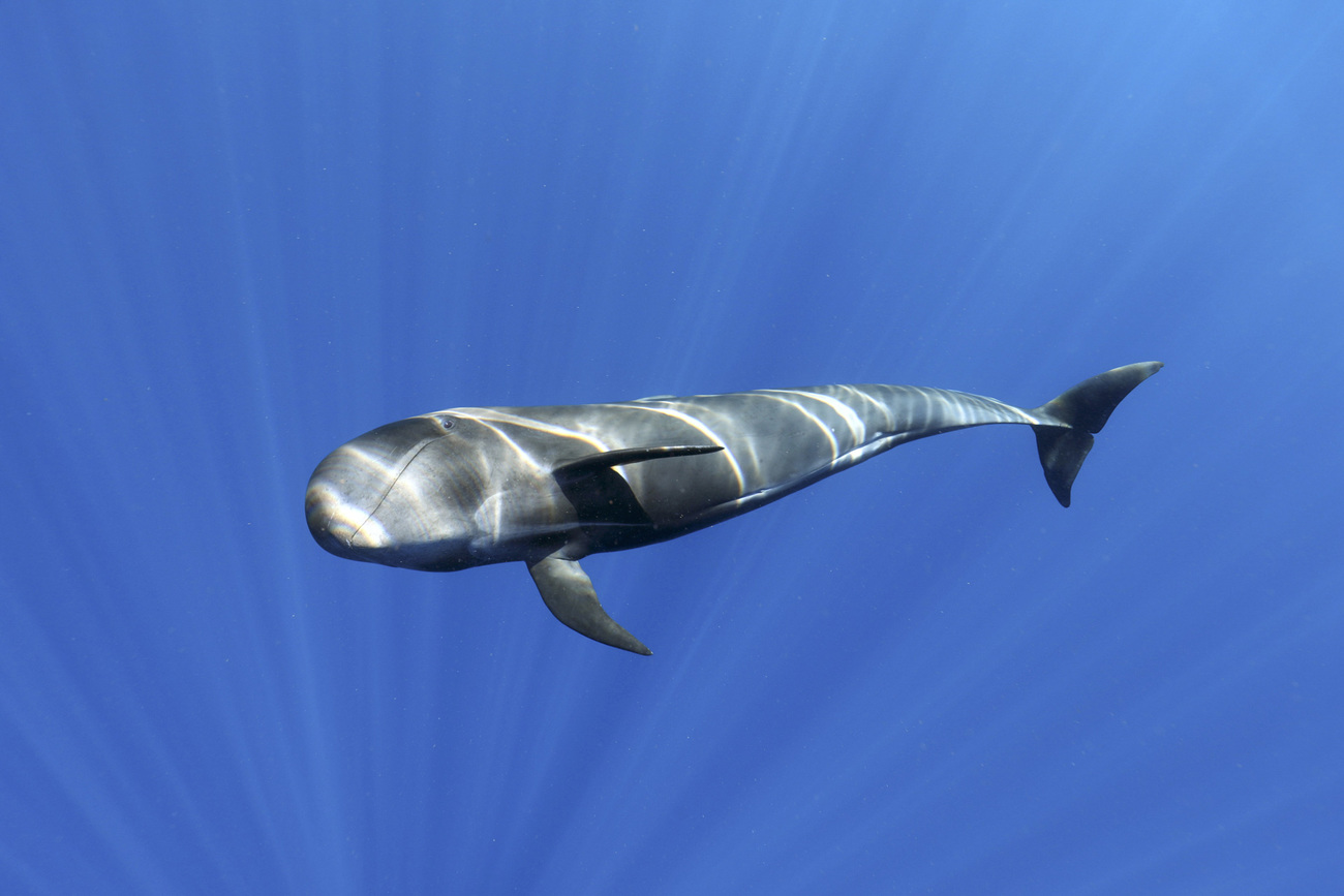 A pilot whale swimming in the ocean.