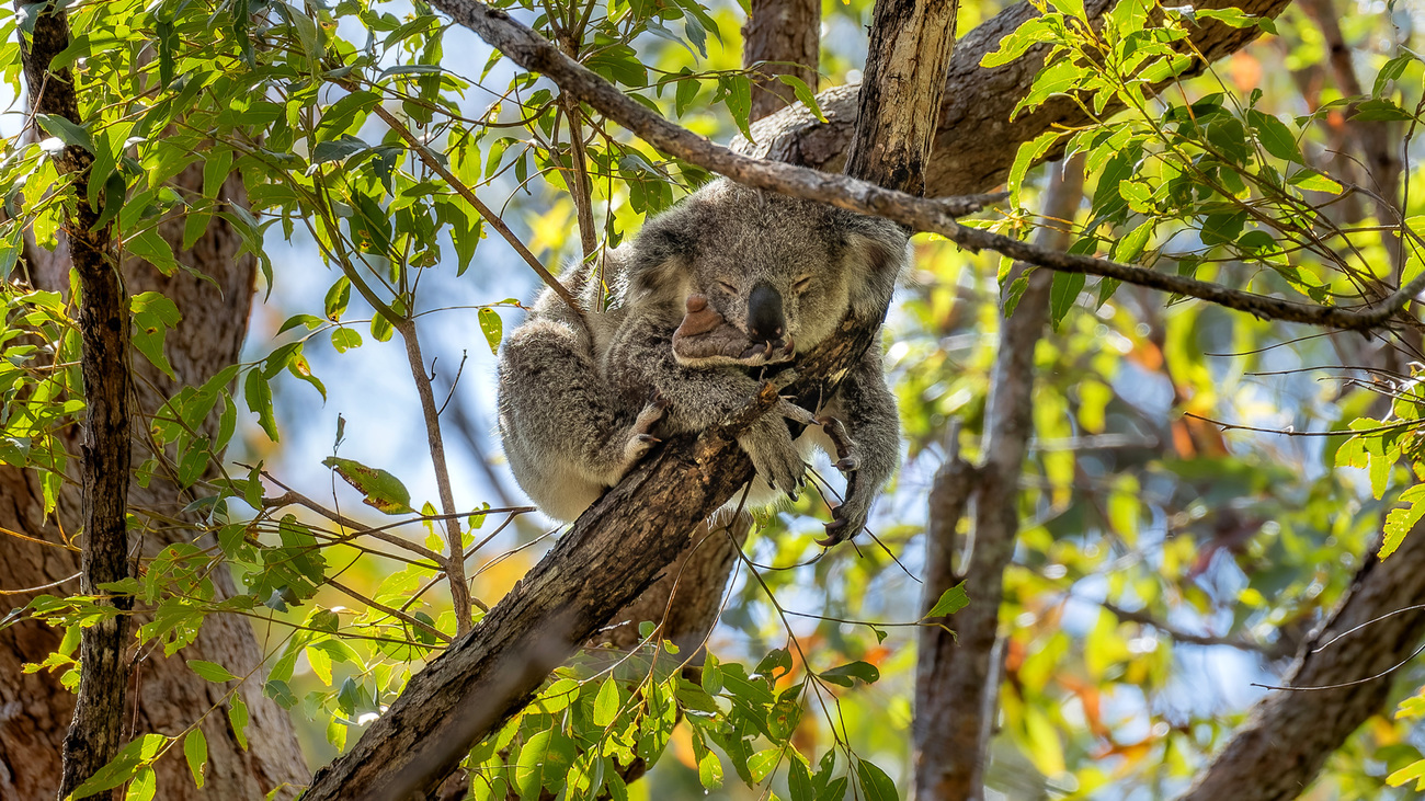 One of the Lockyer region’s resident koalas