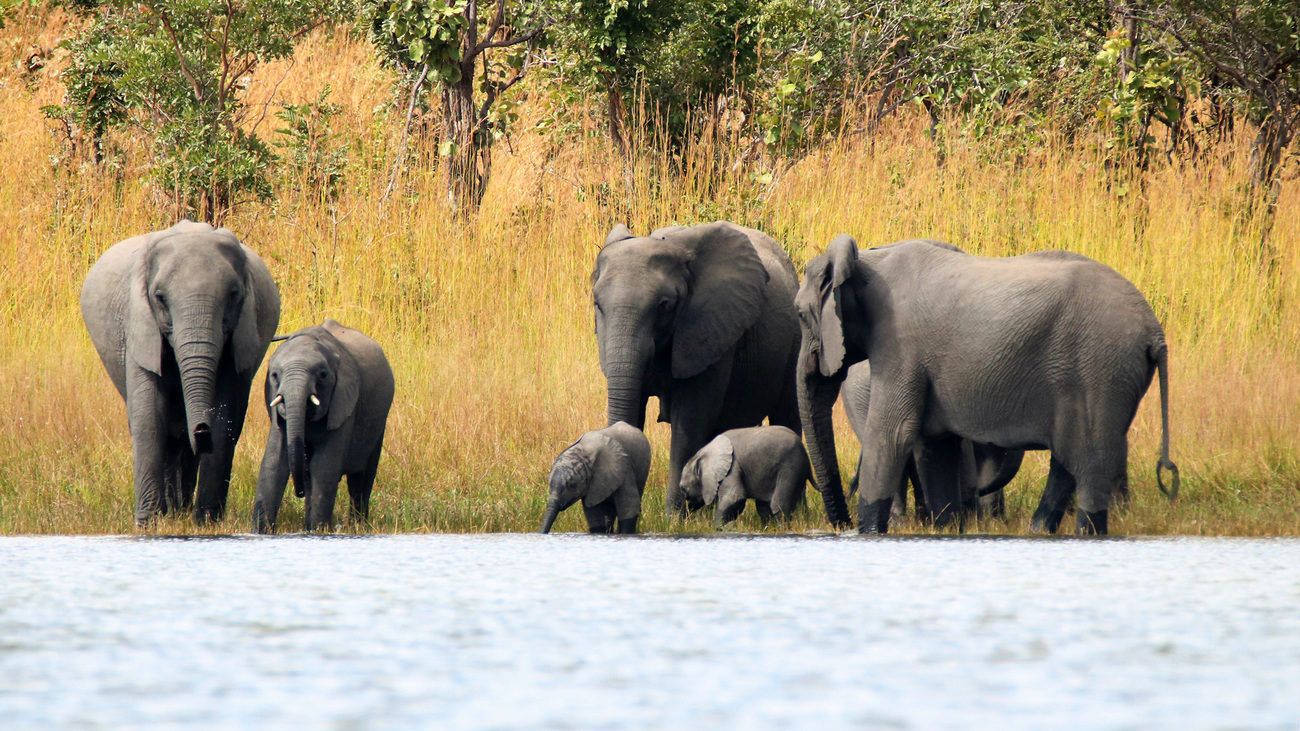 A herd of elephants with young calves at water's edge in Kasungu National Park.