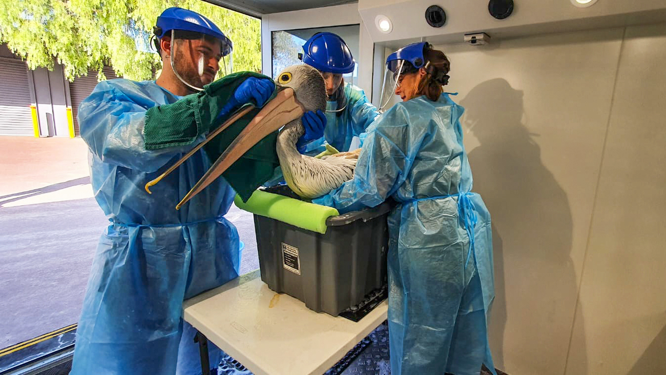 IFAW Animal Rescue Officer Robert Leach with the rescue team cleaning a pelican impacted by the oil spill in Western Australia.