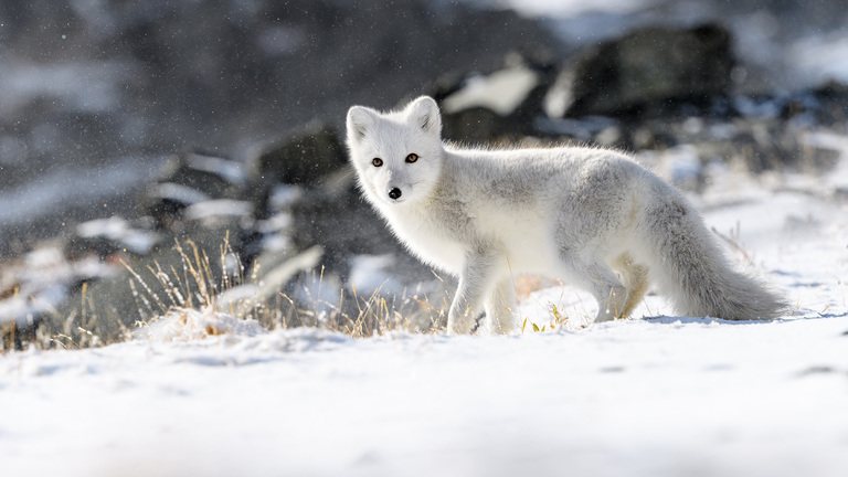 With Less Snow, Can Coat-Changing Animals Adapt Quick Enough To Avoid  Predators?
