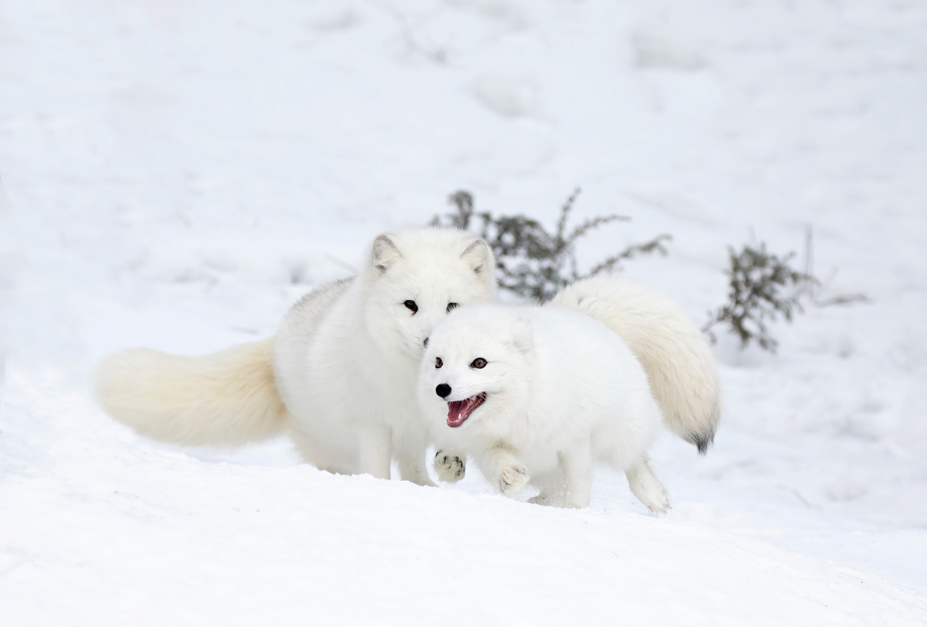 Two Arctic foxes playing in the snow.