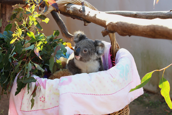 Caring for Aminya, a rescued baby koala