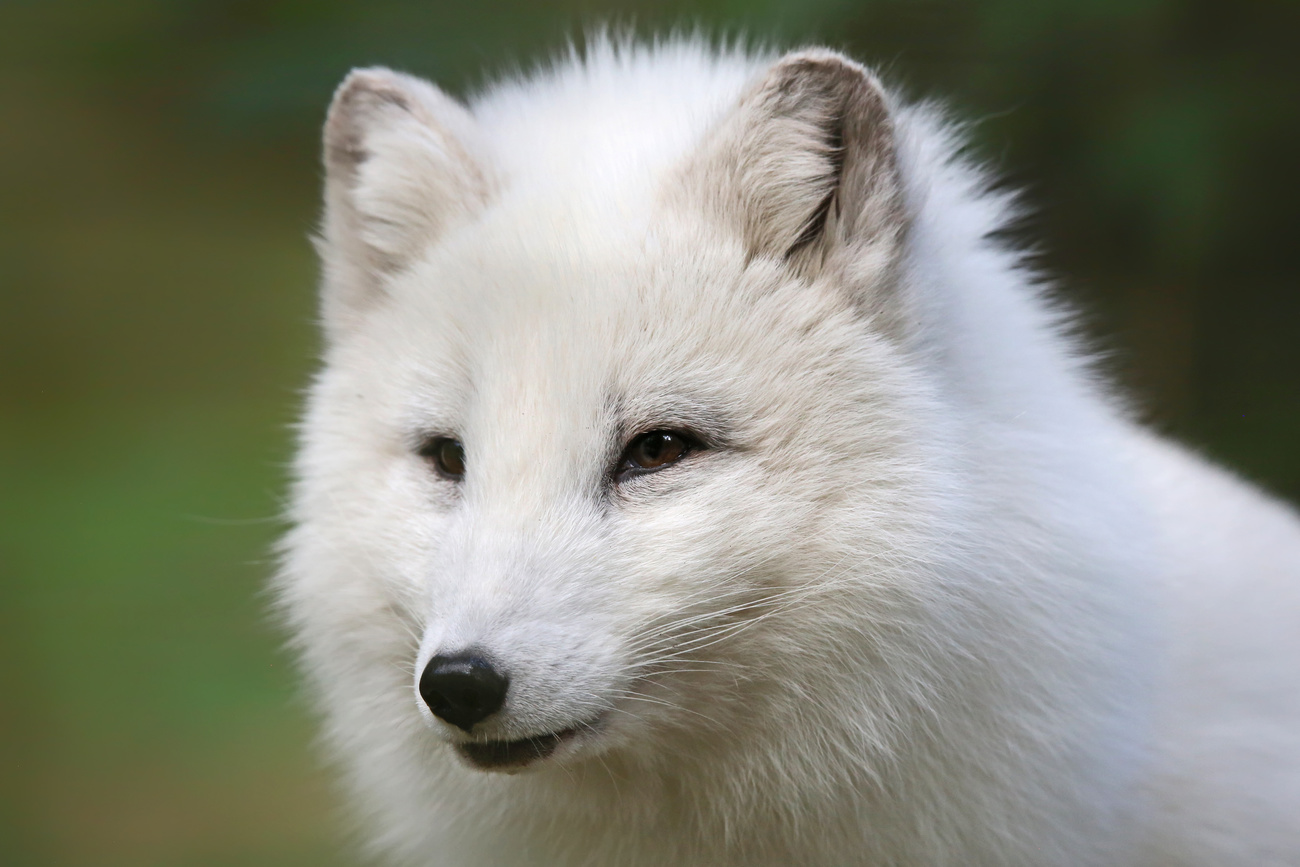 An Arctic fox close-up.