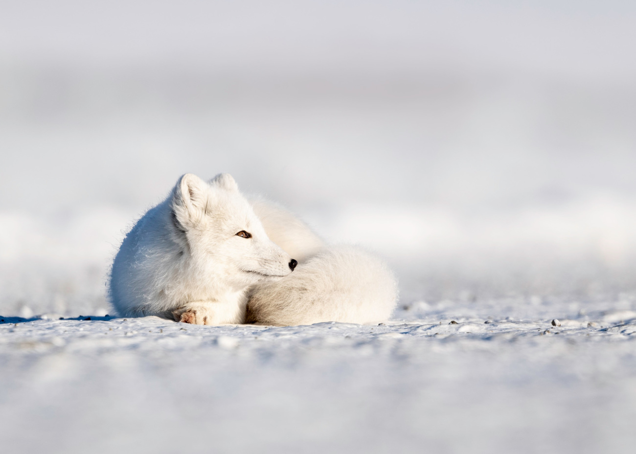 An Arctic fox on the snow.