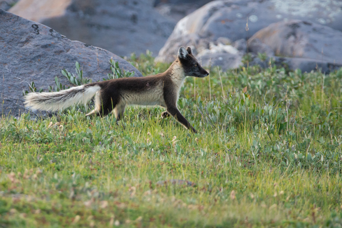 An Arctic fox walking through the grass.