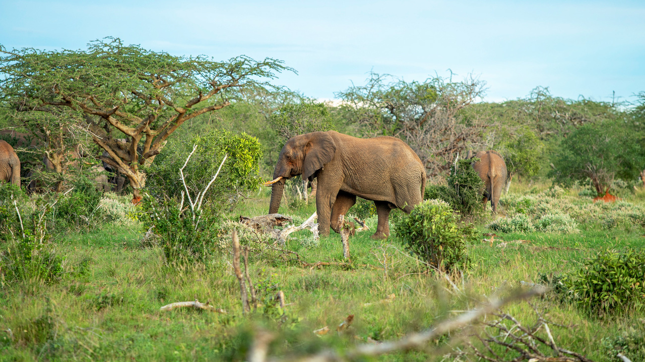 Elephants in Taita Hills Sanctuary.