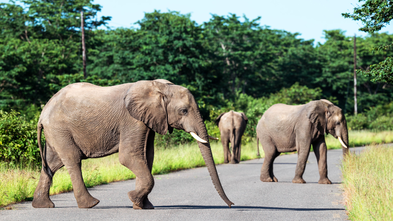 Een kudde olifanten steekt de weg over in Hwange National Park, Zimbabwe.