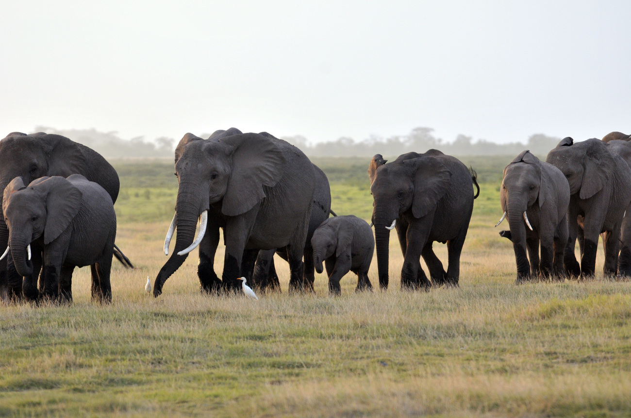 An elephant family on the move