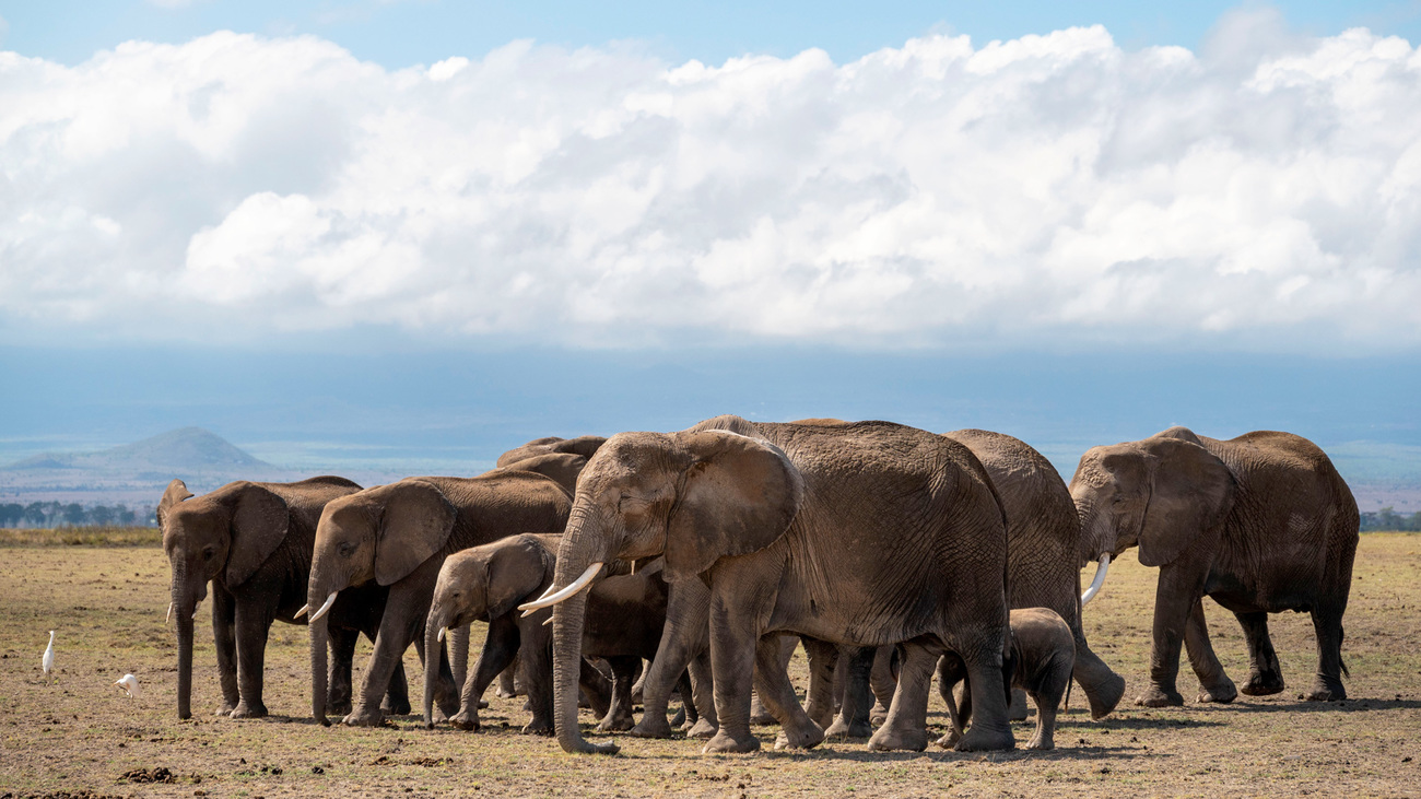 A herd of elephants walking through Amboseli National Park, Kenya.