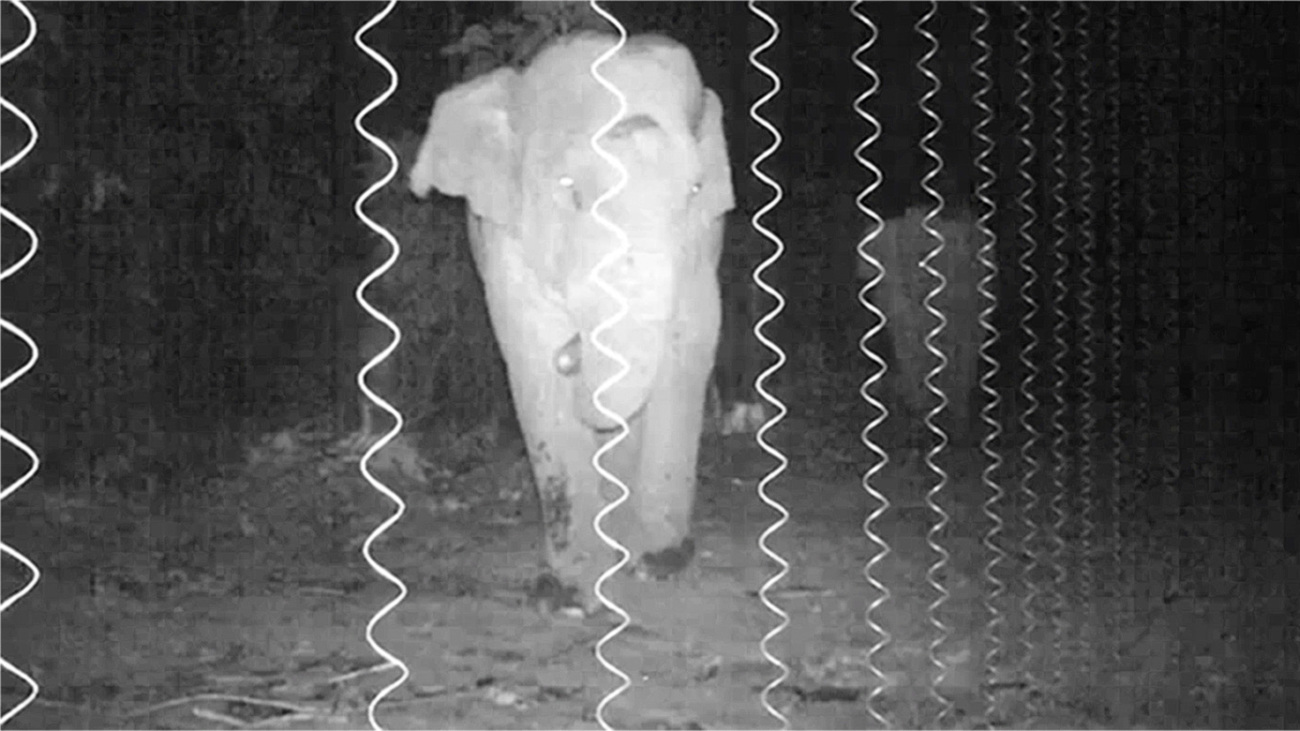 Een olifant bij de hangende zonnehekken die het conflict tussen mens en olifant verminderen in Barpathar bij Manas National Park in Assam, India.