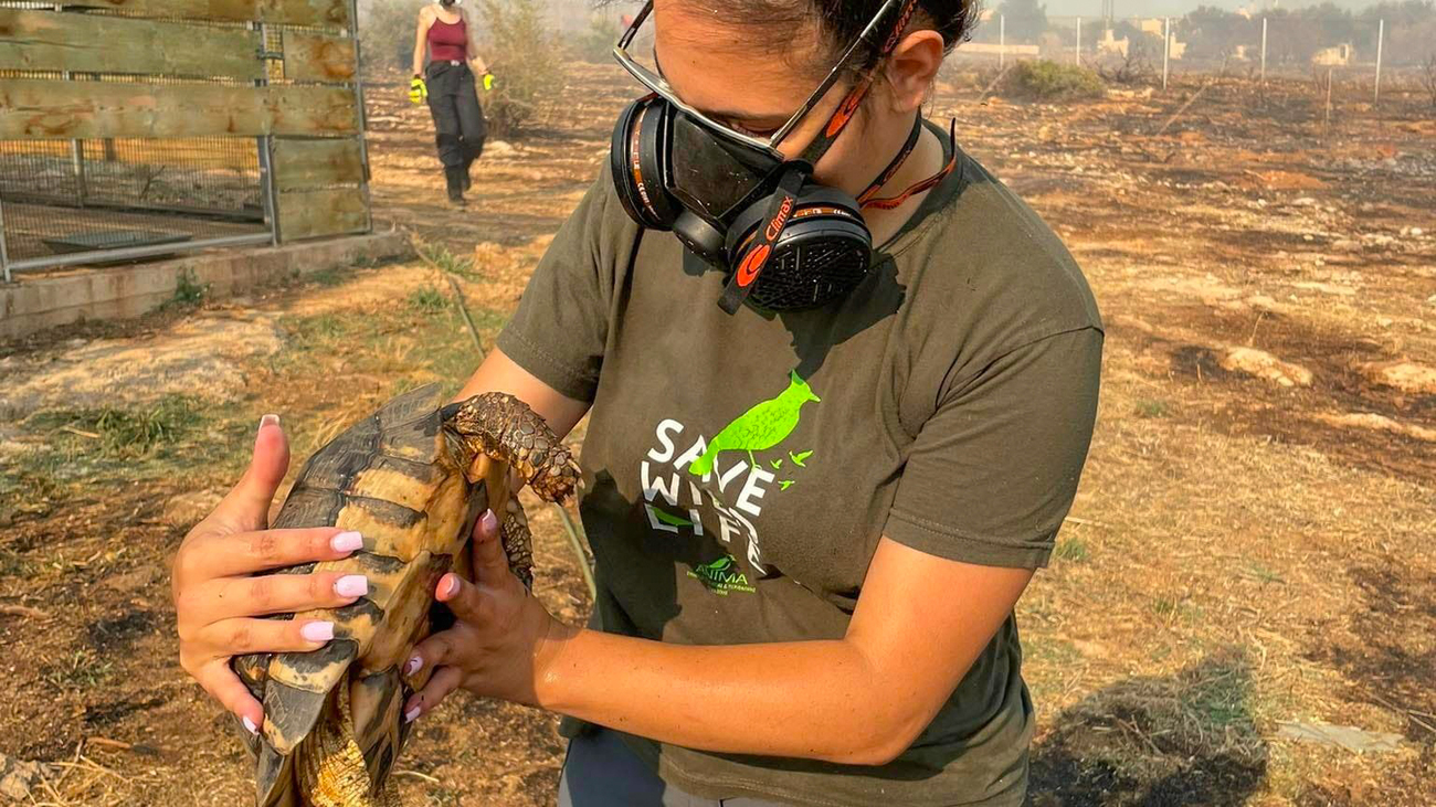 Eine Schildkröte wird von einer Frau gehalten, die eine Maske zum Schutz gegen den Rauch trägt.