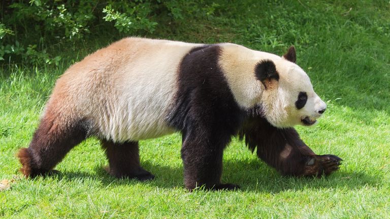 Giant panda, Facts, Habitat, Population, & Diet