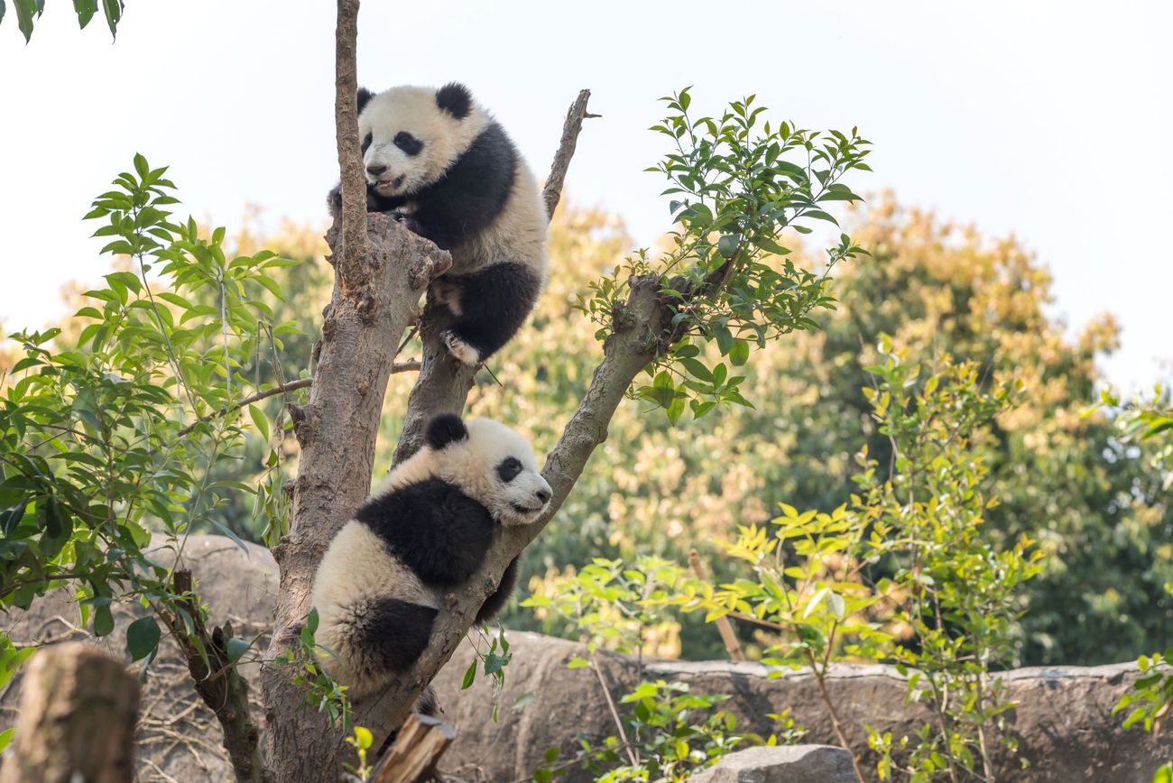 Two giant panda cubs in a tree in Chengdu, China.