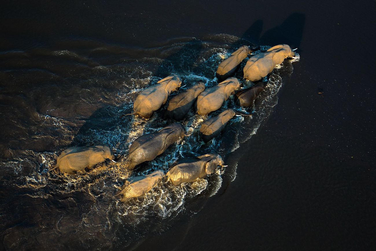 Aerial view of elephants walking through water.