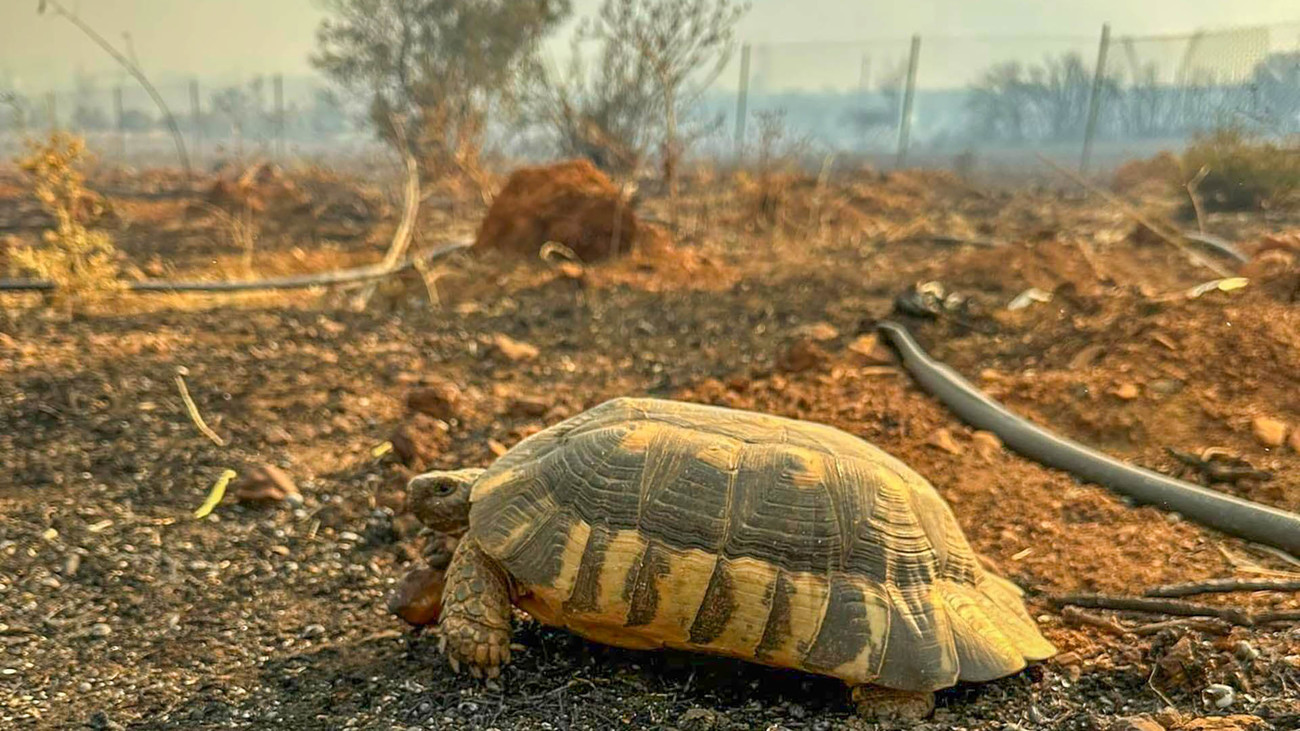 Eine Schildkröte auf verbranntem Gebiet.