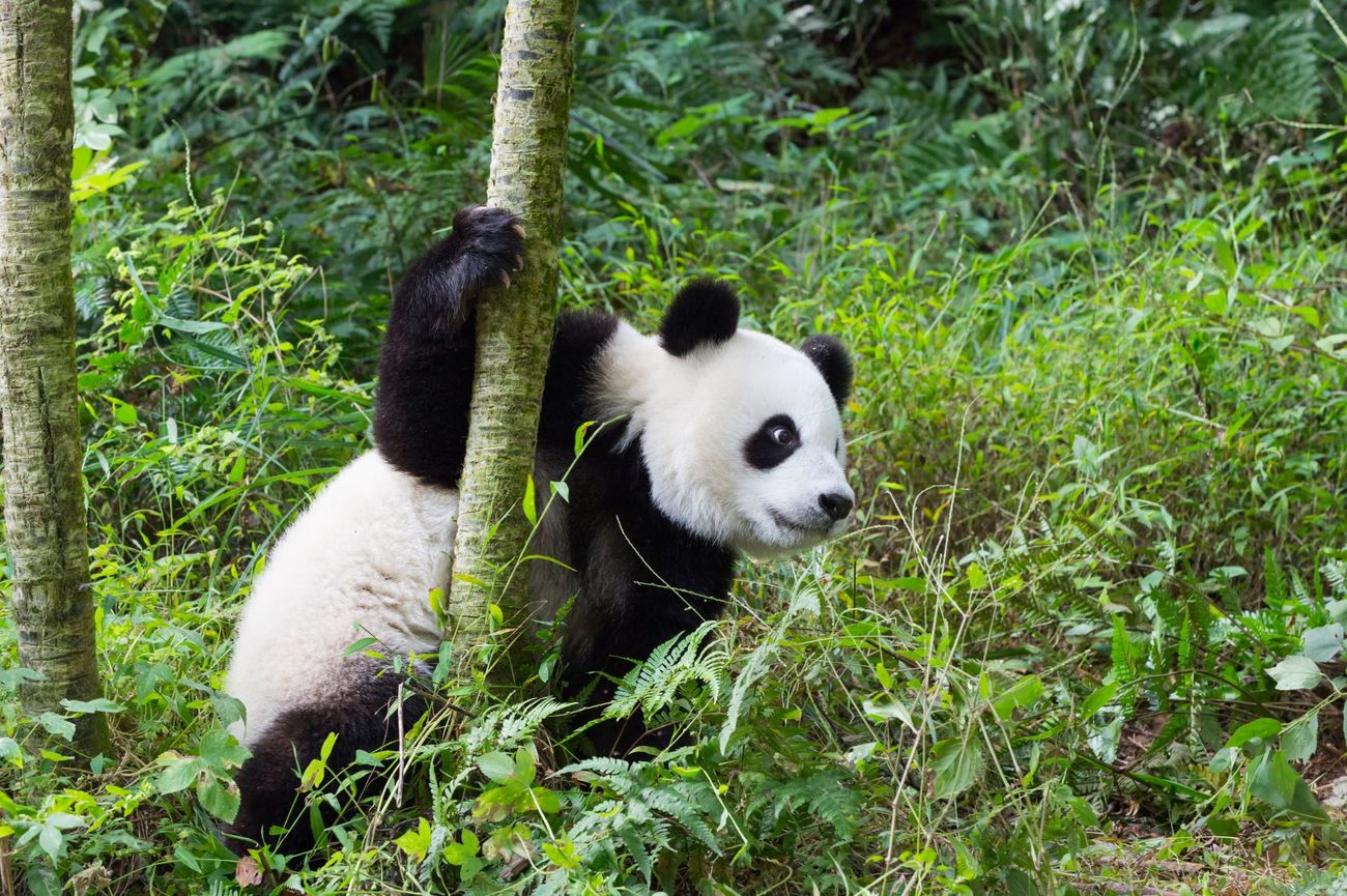 Een jonge reuzenpanda in een boom in Chengdu, China.