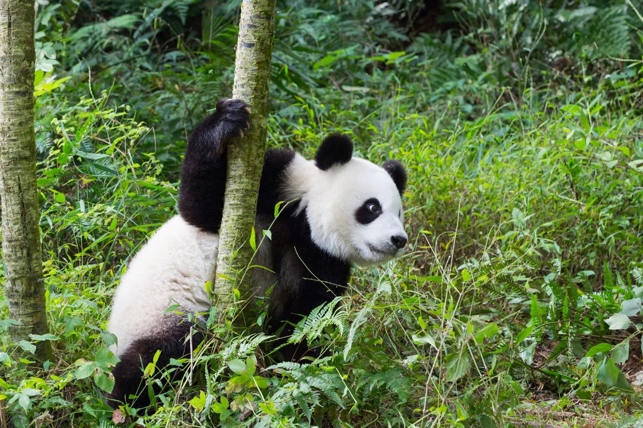 Wildlife And Animals Of China IFAW Wildlife And Animals Of China IFAW