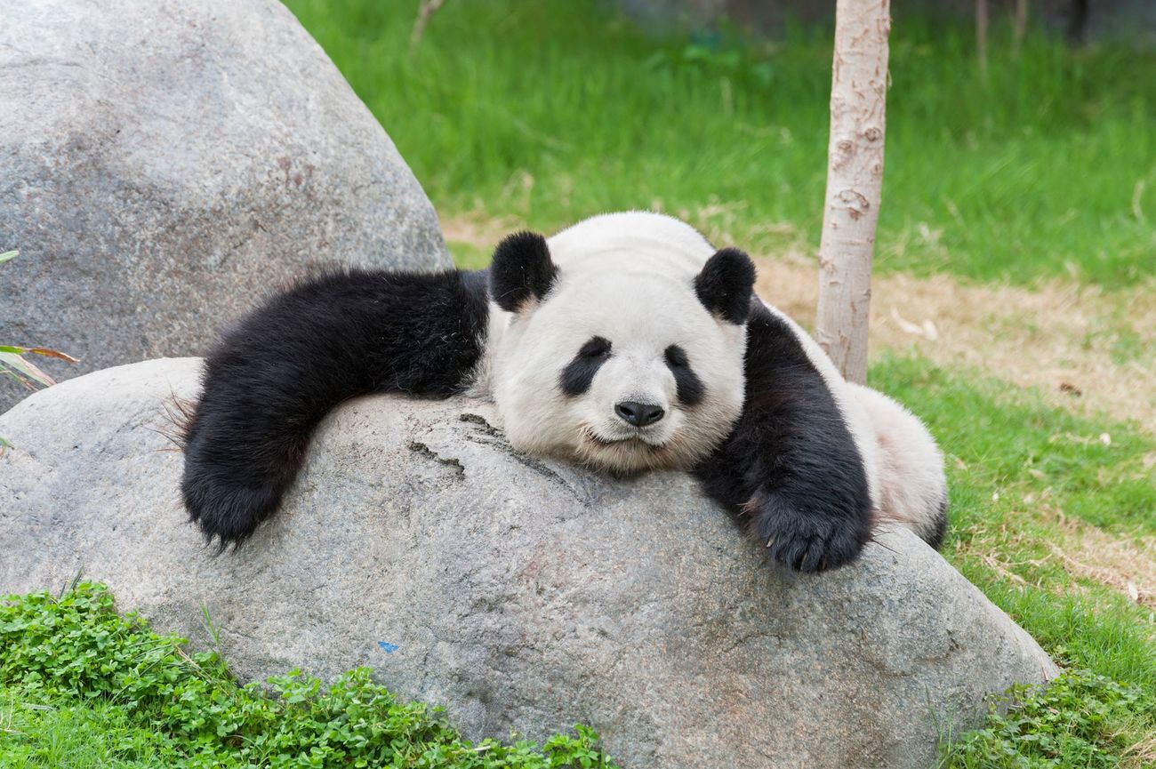 A giant panda asleep on a rock.