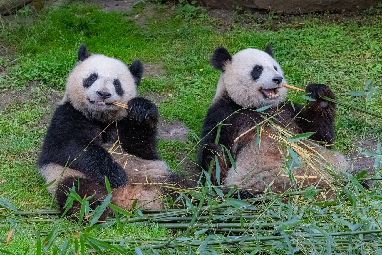 Two giant pandas eating bamboo together.