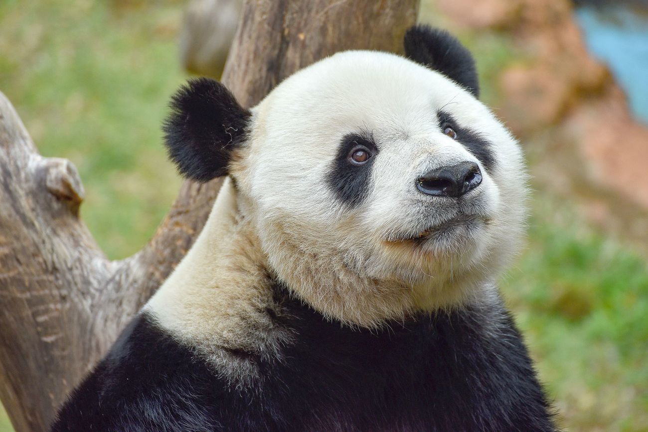 Close-up of a giant panda.