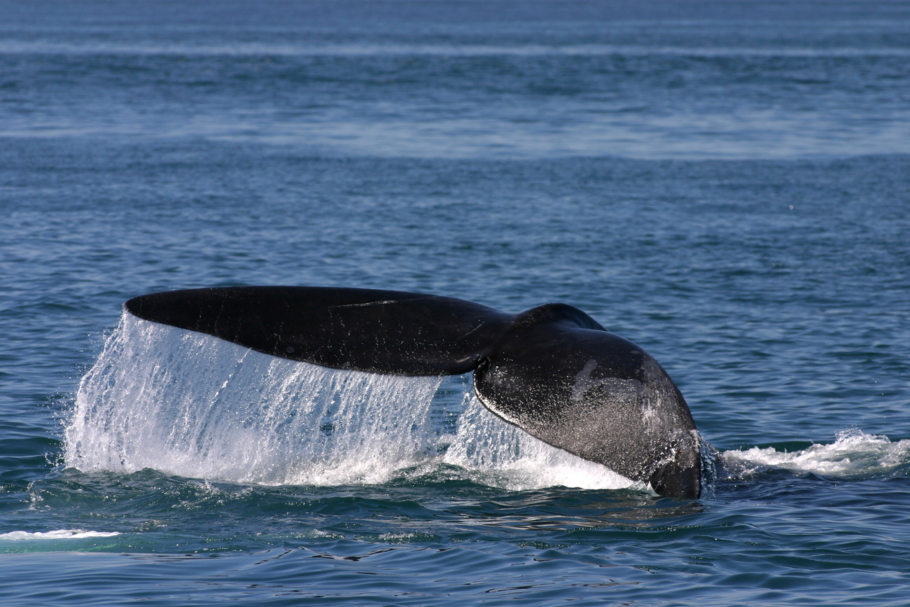 A North Atlantic right whale fluking in the Gulf of Maine.