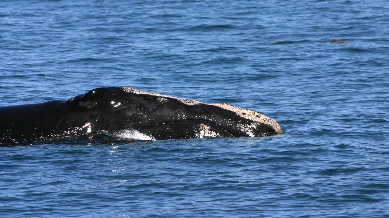 A North Atlantic right whale swims at the water's surface in the Gulf of Maine.