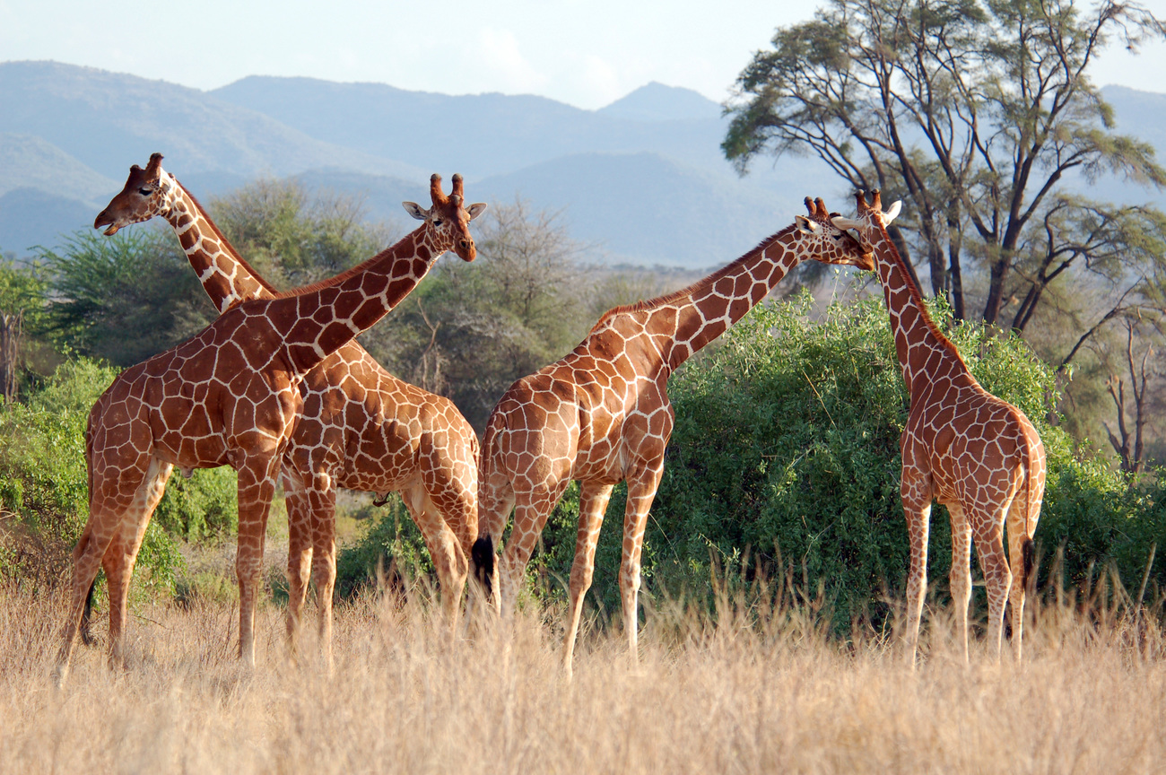 A herd of giraffes in Samburu National Reserve, Kenya.