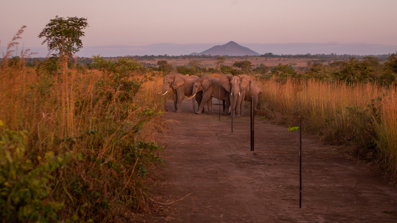 Elephants near a fence under construction in Kasungu National Park, Malawi.