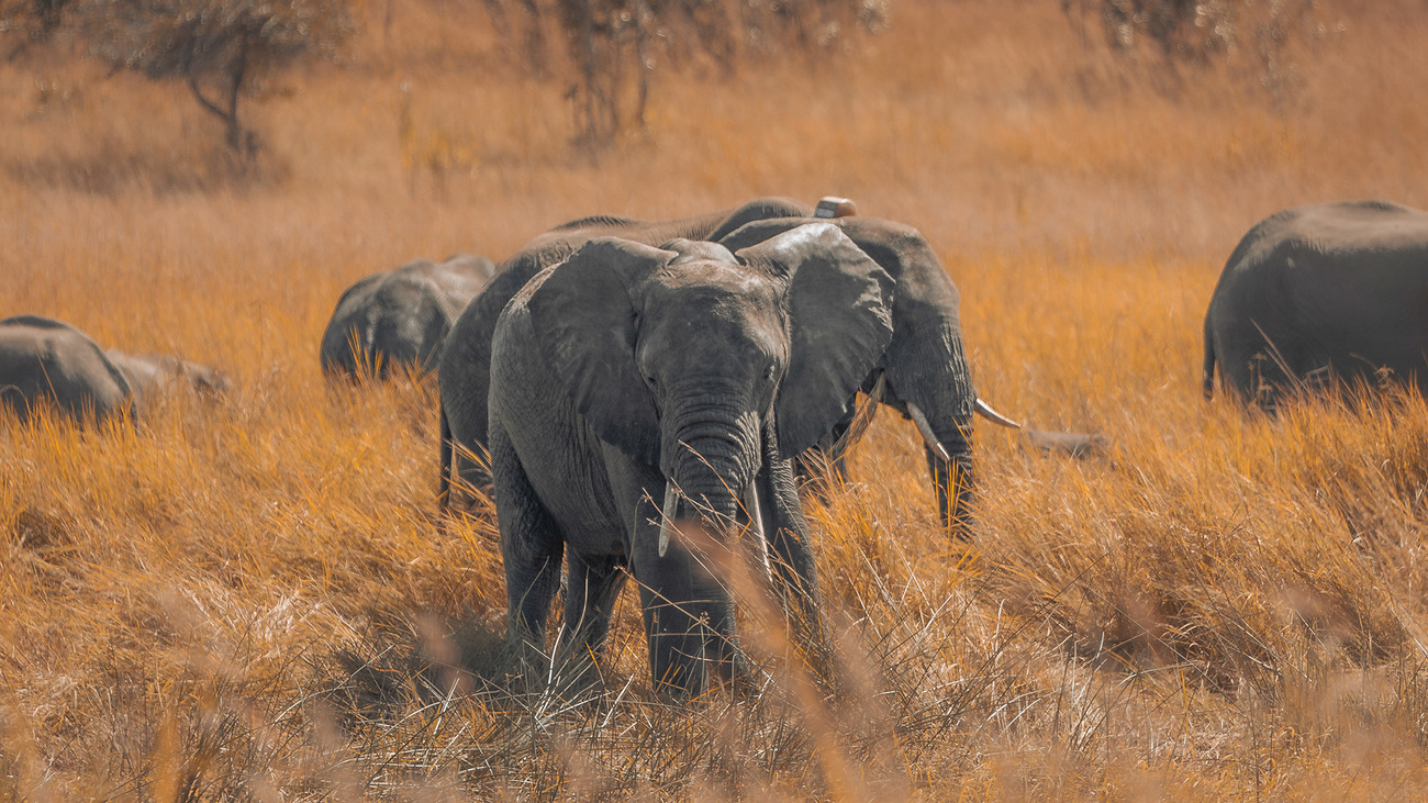 Elefanten im Kasungu-Nationalpark in Malawi – darunter einer mit Funkhalsband. 